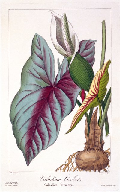 Caladium bicolor, 1836 von Pancrace Bessa